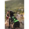 Montana Dog francia bulldog kutyahám zöld színben