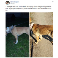 Dado Hypoallergenic Puppy Mini Fish & Rice | Hipoallergén halas táp kistestű kölyökkutyáknak #13