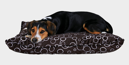 A tökéletes ágy kutyád számára