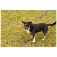 Borzas, két éves, kan #5