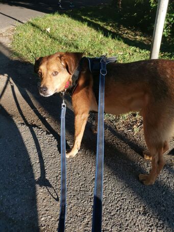 Misi, ivartalanított kan