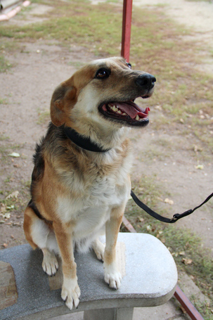 Sally, 5 éves ivartalanított szuka