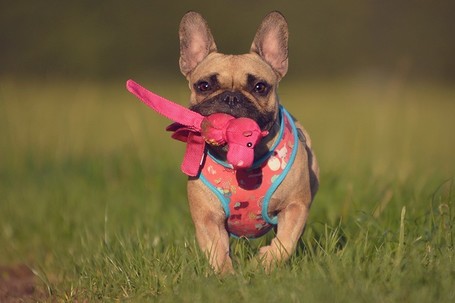 Kong Wubba Ballistic Friend kutyajáték