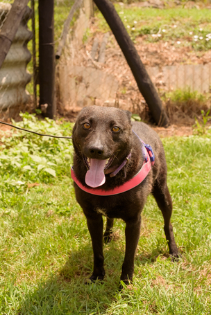 Ében, két éves, szuka