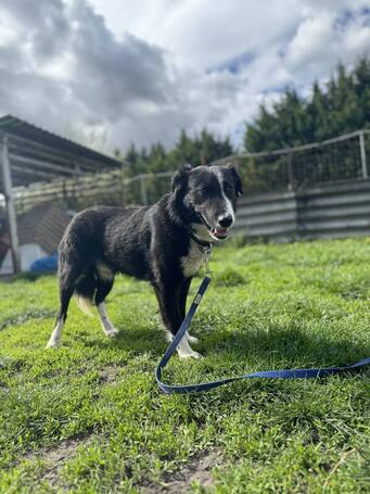 Drukker, ivartalanított kan kutya, gazdit keres