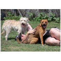 Aranyka, ivartalanított szuka kutyus #18