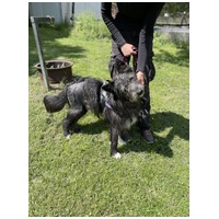 Széna, 1 éves kan #8