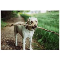 Biogance Nutri Repair Shampoo - Regeneráló sampon kutyáknak #7