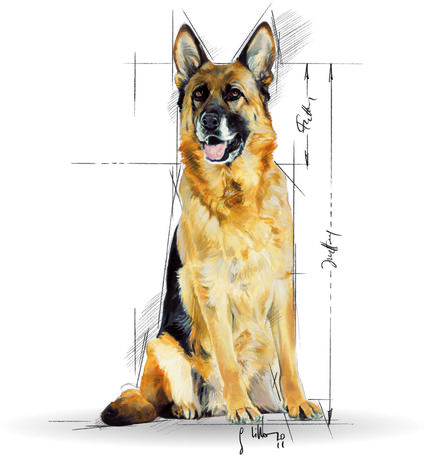 Royal Canin Maxi Ageing 8+ | Nagytestű idős kutya száraz táp