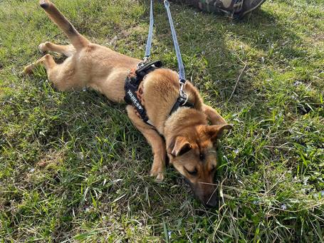 Kelly, 10 hónapos, szuka