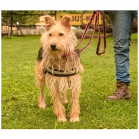 Mickey, 3 éves, kan #2