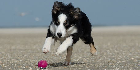 Így tanítsd meg a kutyádat az eldobott labda vagy apport visszahozására