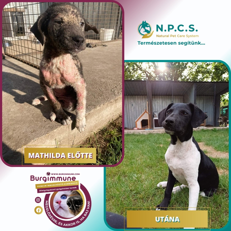Burgimmune Forte immunerősítő tabletta kutyáknak