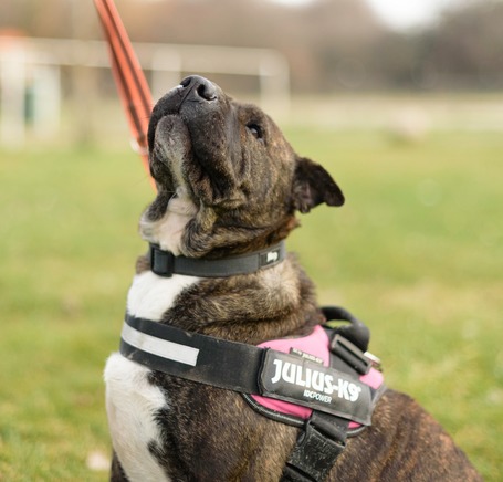 Suzy, négy éves, közepes méretű szuka