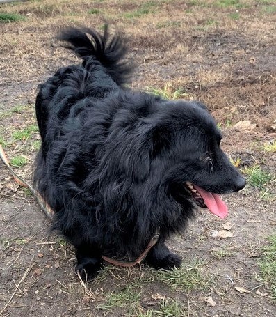 Luke, 6 éves, 40 cm magas, kan