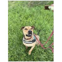 Vilinger, ivartalanított kan #12