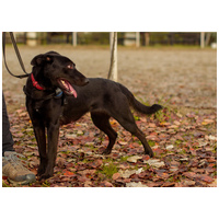 Aji, 2 éves, szuka #6