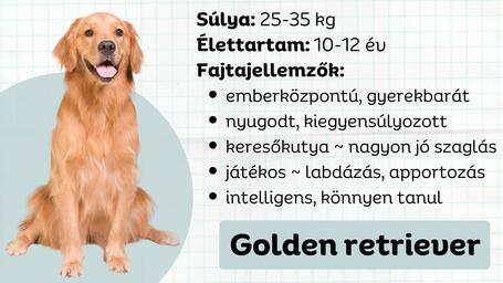 A golden retriever - A skót nemes