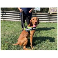 Bingo, két éves, kan #3