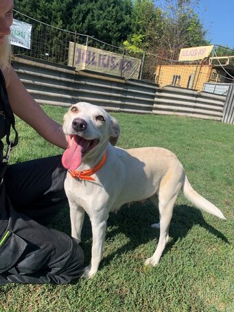 Vacak, egy éves, szuka