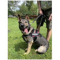 Lady, ivartalanított szuka #9