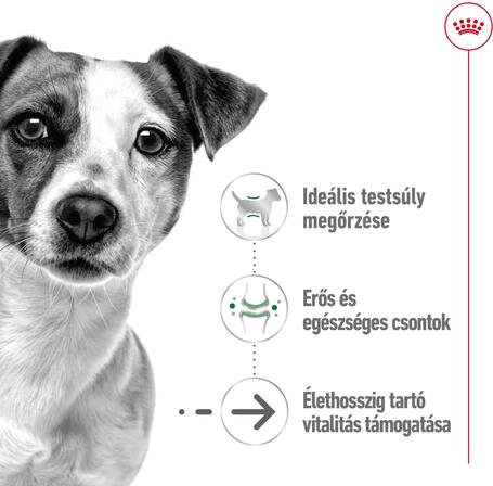 Royal Canin Mini Ageing  | Nedves táp kistestű idős kutya részére