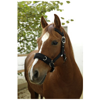 Kapicán jellegű kötőfék #3