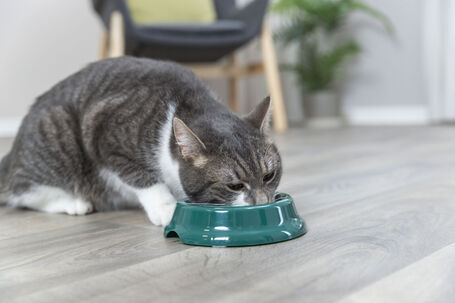 Trixie gumi talpas műanyag tál macskáknak