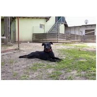 Lilien kutyus gazdit keres #12