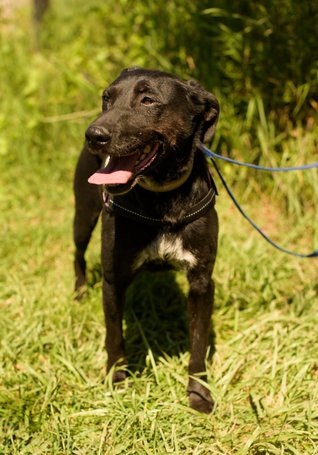 Eperke, 5 éves, 47 cm magas, szuka