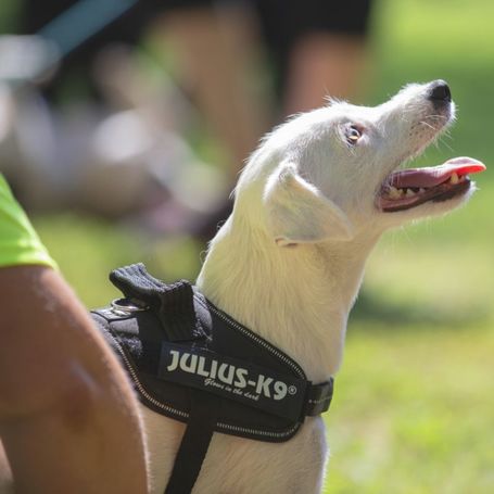 Julius-K9 IDC fekete kutyahám