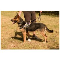 Marsall, egy éves, kan #5