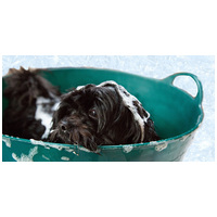 Hogyan és mivel fürdessük a kutyánkat?