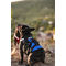 Montana Dog francia bulldog kutyahám kék színben