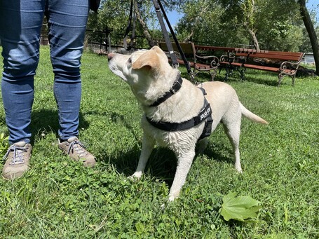 Amy, ivartalanított szuka kutyus