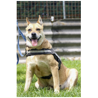 Pufirizsa, 8 éves ivartalanított szuka #10