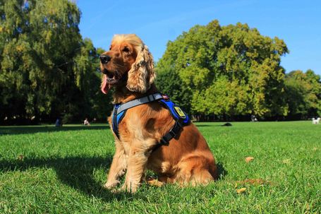 Yutipet RnD párnázott biztonsági kutyahám (Kék)