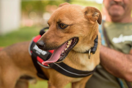 Csoma, 5 éves, 40 cm magas, ivartalanított kan