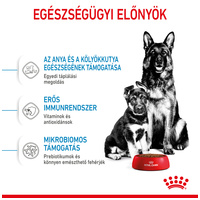 Royal Canin Maxi Starter -  Száraz táp nagy testű vemhes szuka és kölyök kutya részére 2 hónapos korig #2