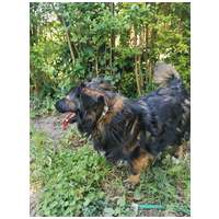 Franco, 3 éves, 41 cm magas, hosszú szőrű kan #8