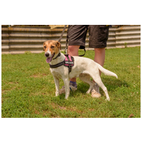 Trixi, egy éves, szuka #2