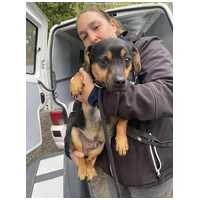 Kópé, 2 éves ivartalanított kan #4