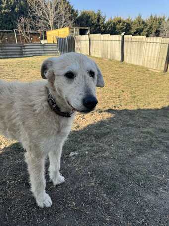 Sziszike, 8 éves, ivartalanított szuka kutyus