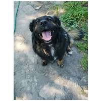 Franco, 3 éves, 41 cm magas, hosszú szőrű kan #6