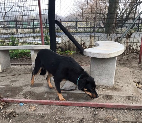 Gizi, 6 éves, 48 cm magas, szuka