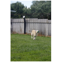 Sziszike, 8 éves, ivartalanított szuka kutyus #8