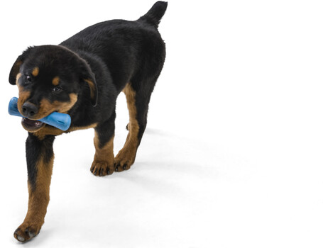 West Paw Seaflex Drifty - Csontot imitáló rágóka