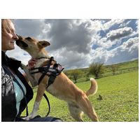 Hajni, 1 éves, közepes méretű, szuka #11