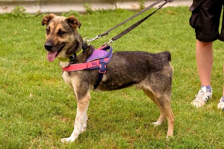 Chuck, 6 éves, 46 cm magas, kan