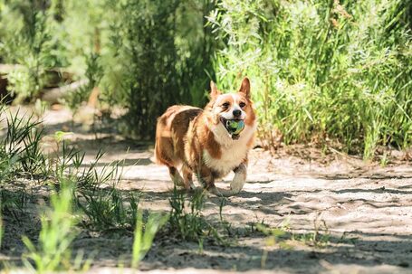 Chuckit! Eco Fetch Labda